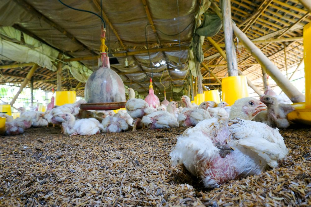 Manajemen Litter yang Baik, Tingkatkan Performa Ayam Podomoro Feedmill